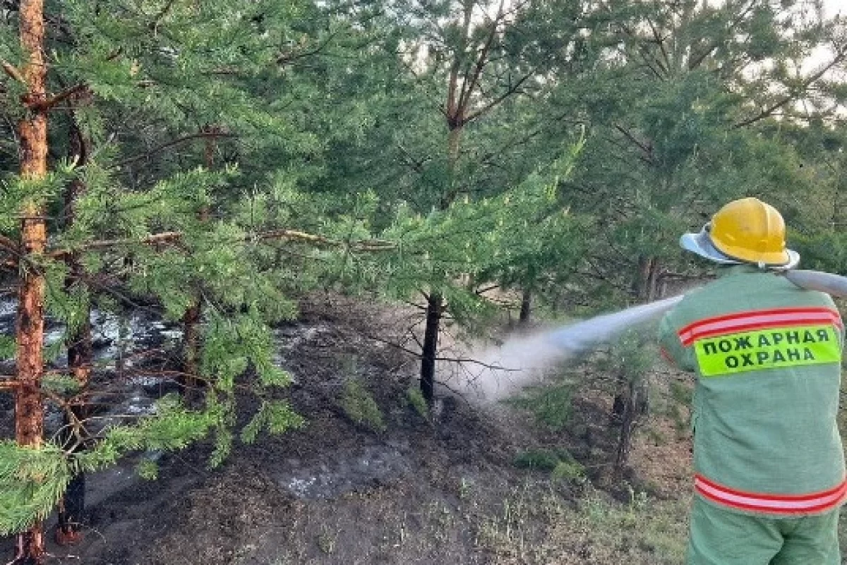 В лесу Павлодарской области возник пожар