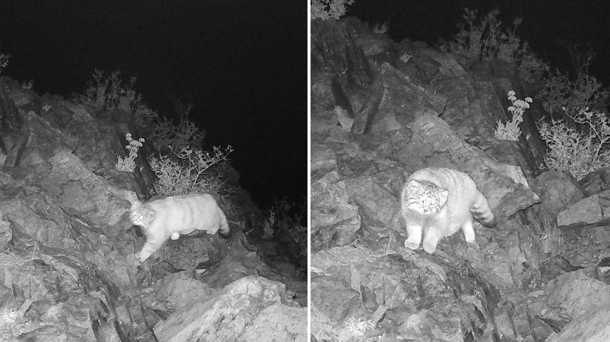 Редкий дикий кот попал в фотоловушку в Карагандинской области