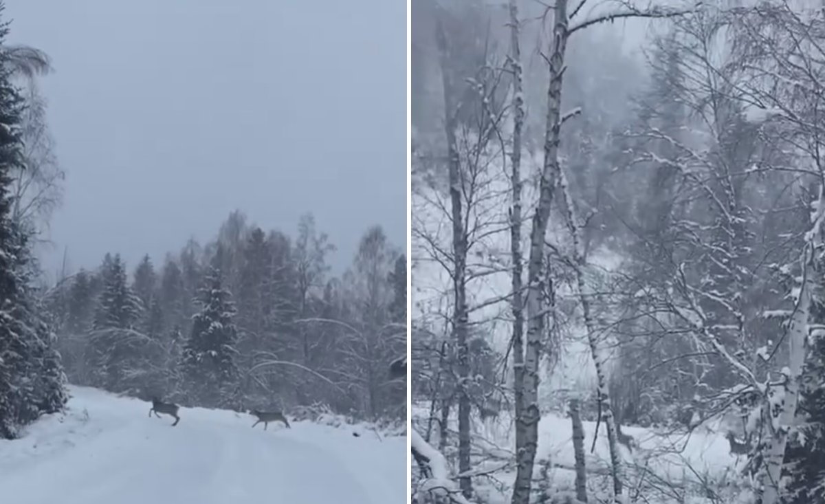 Стадо косуль заметили в заснеженном Катон-Карагайском нацпарке