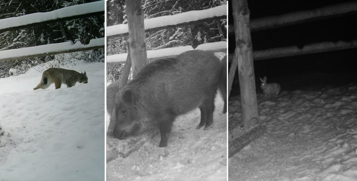 Фотоловушка с кормом привлекла рысь, кабанов и зайца в Катон-Карагайском нацпарке