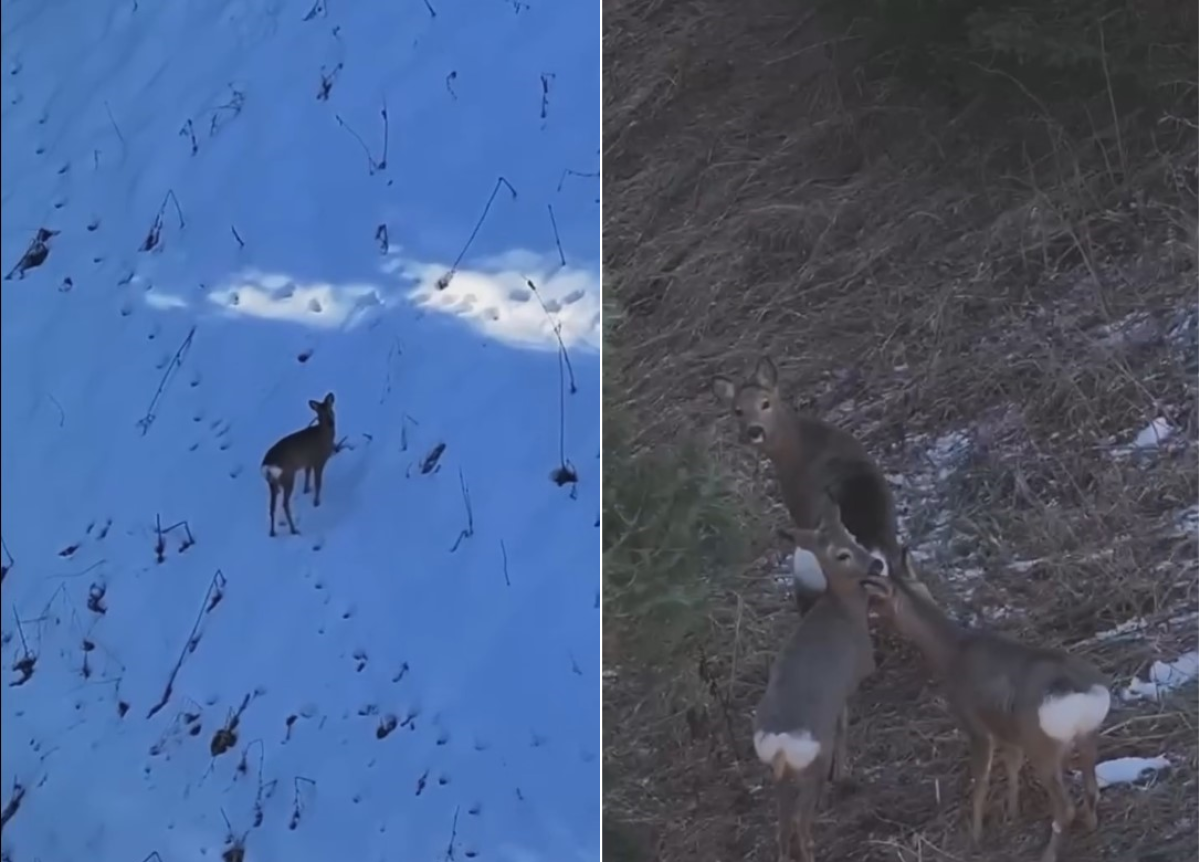 Сибирские косули попали на видео в Алматинском заповеднике