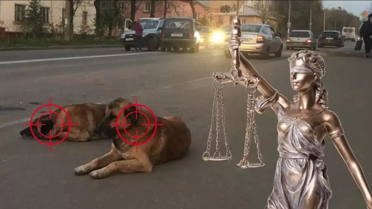 Одно яичко вырезали – инвалидность: депутат снова эмоционально высказался о кастрации бездомных животных