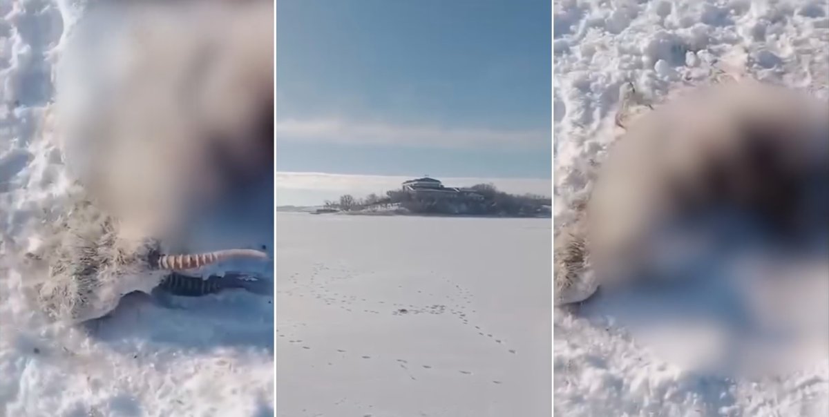 Туши сайгаков нашли на водохранилище в области Улытау