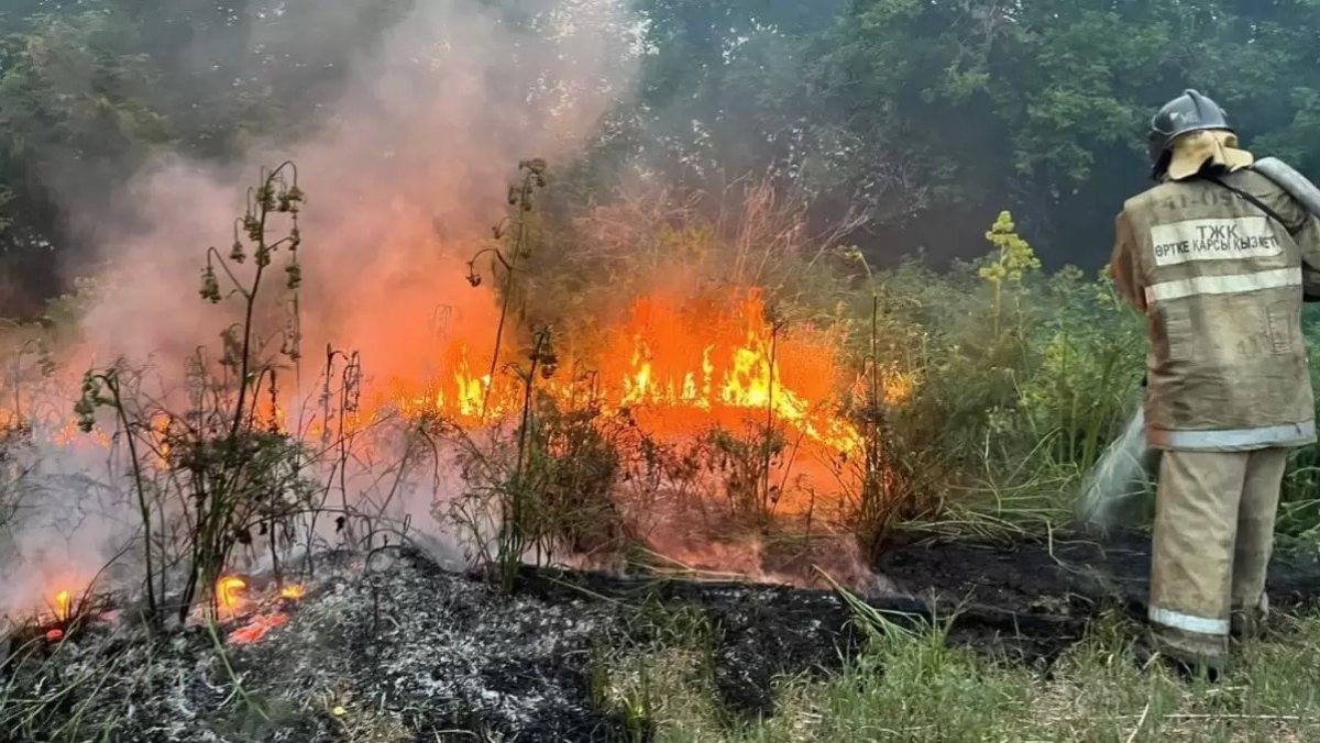 Пожар в резервате «Семей орманы»: все виновные получили наказание