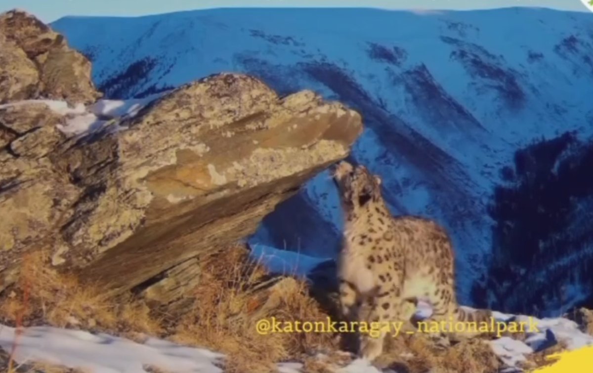 Редкий снежный барс попал в фотоловушку в Катон-Карагае