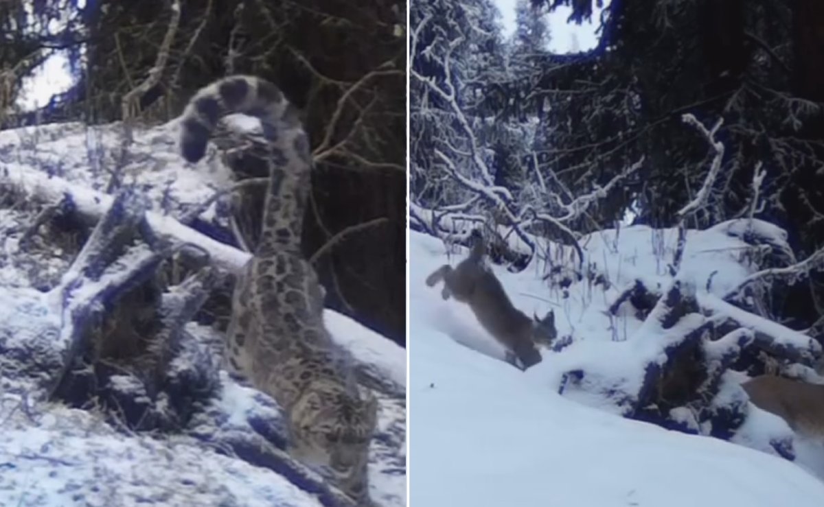 Снежный барс и рыси попали в фотоловушку в Кольсайском нацпарке