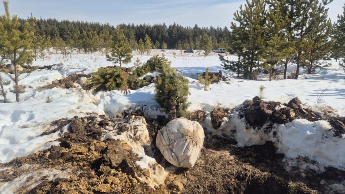 Вывоз хвойных деревьев из Борового предотвратили инспекторы