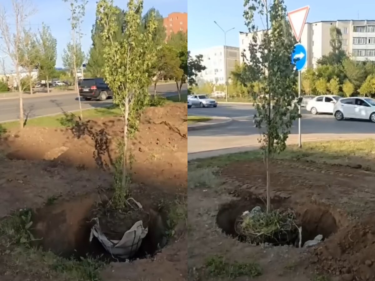 “Издевательство над деревьями”: брошенные саженцы возмутили жителей Астаны