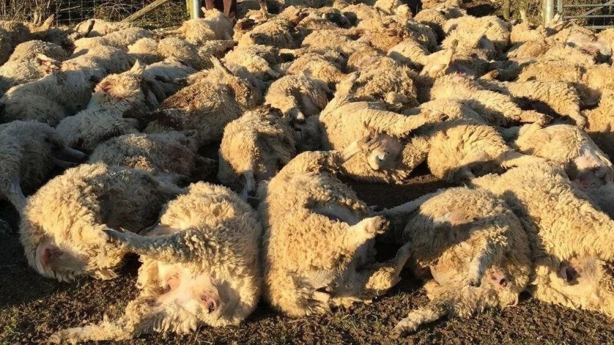 Падеж скота произошел в Карагандинской области