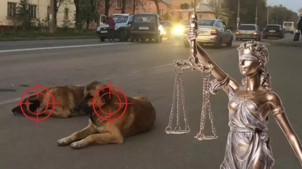 Казахстанцы выступили против убийства бездомных животных
