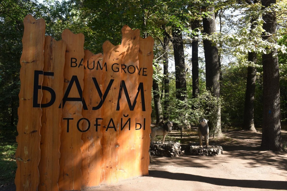 В Алматы готовятся вырубить более 10 тысяч деревьев в роще Баума