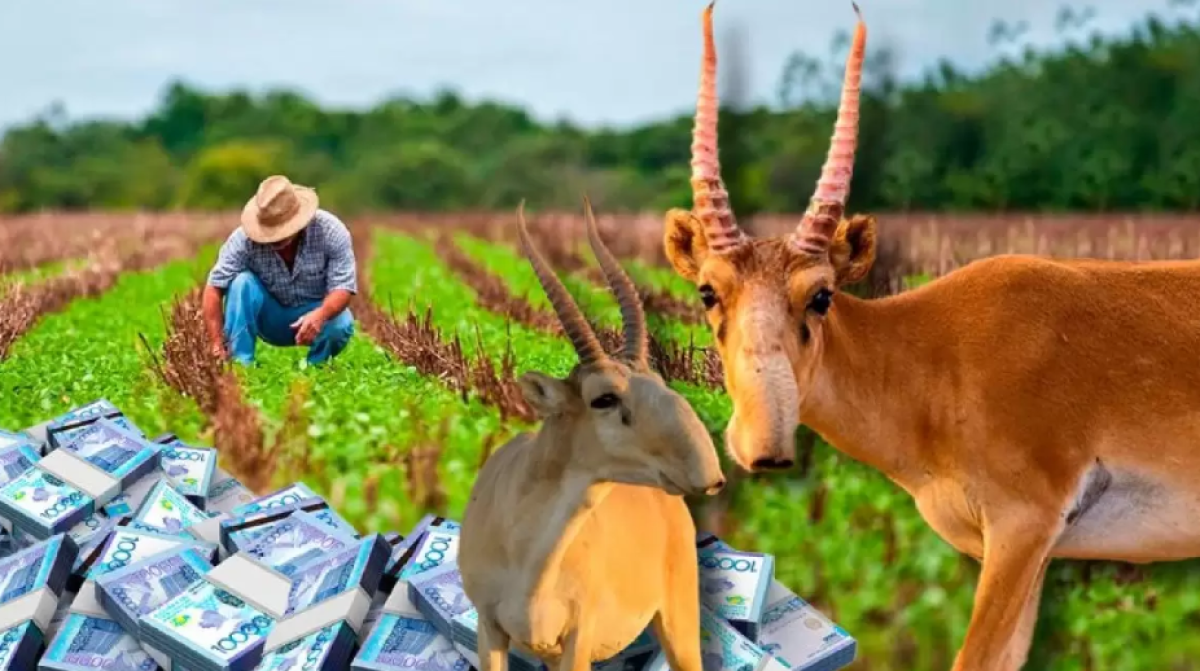 Бесценный продукт: Казахстан планирует поставлять на экспорт необычный товар