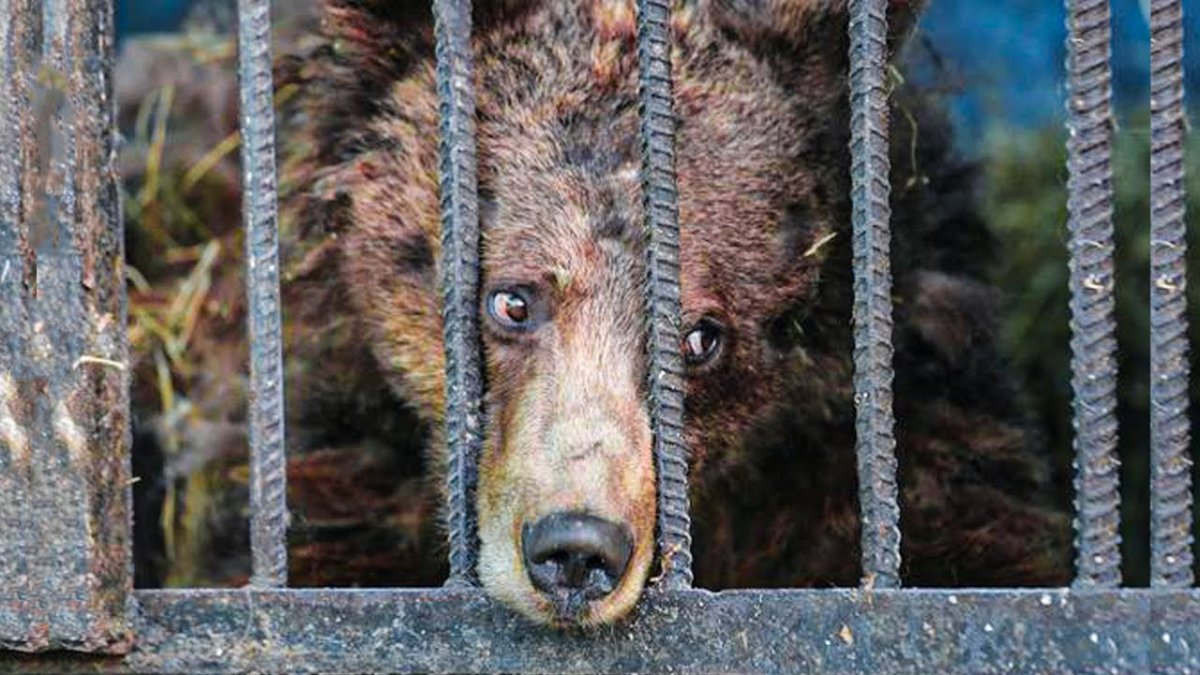Запретить зоопарки и цирки с животными предложили в Казахстане