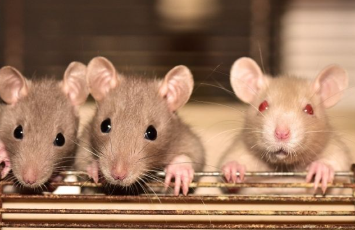 В Атырау крысы пробираются в квартиры: люди требуют мер