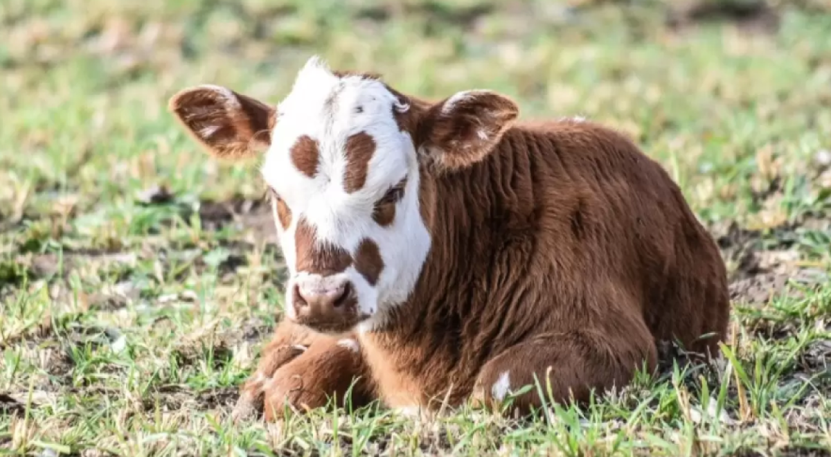 Казахстан продлил ограничения на экспорт овец, коз и бычков