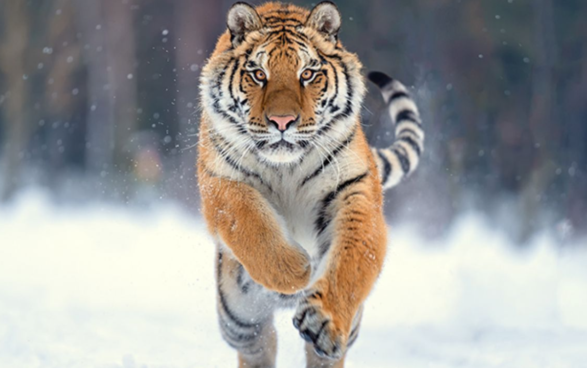 Россия бесплатно передаст Казахстану четырех амурских тигров