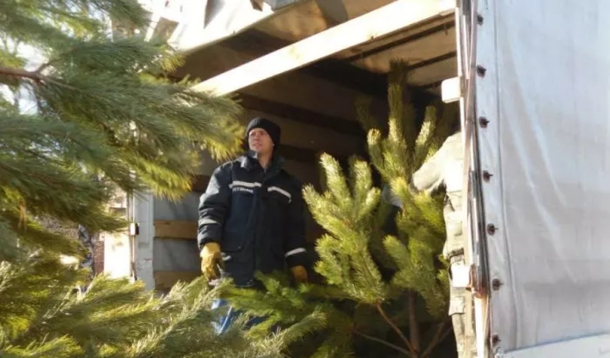 Тысячи российских елок доставили в Казахстан