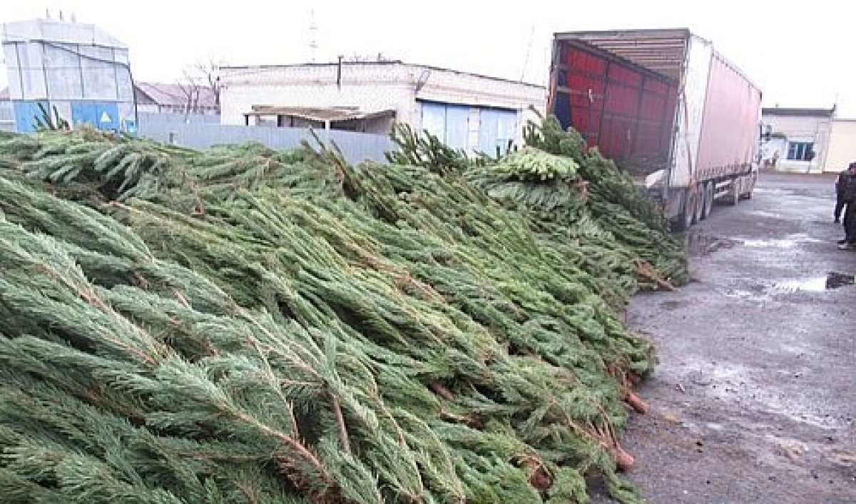 В Казахстан не пустили новогодние ёлки