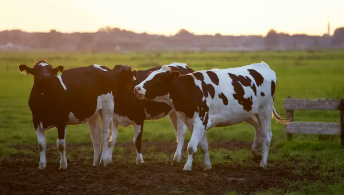 Скот гибнет от неизвестной инфекции в селе в Атырауской области