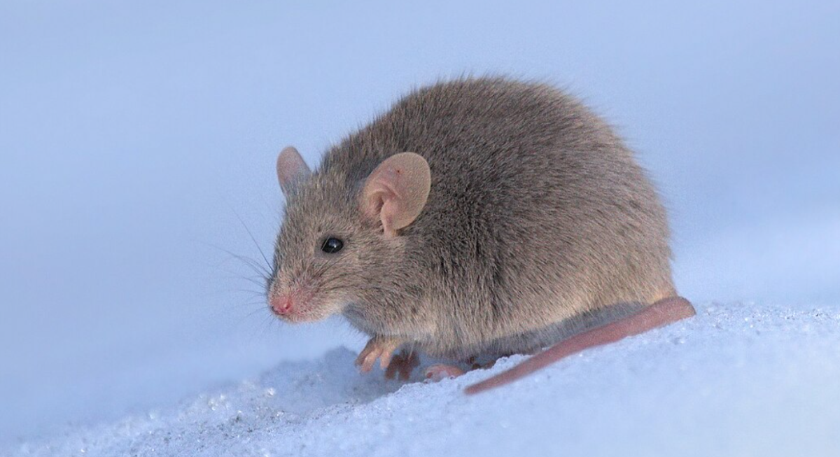 В Атырау из-за нашествия мышей началась массовая дератизация