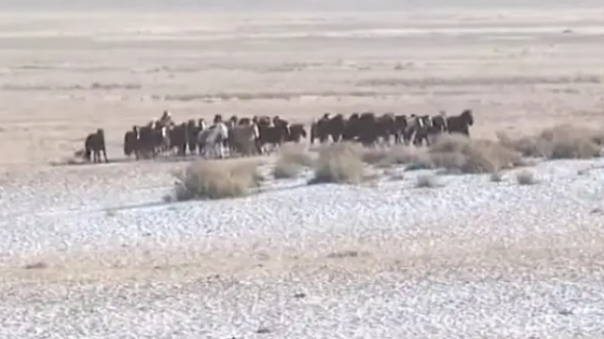 Волки загрызли сотни животных в Абайской области