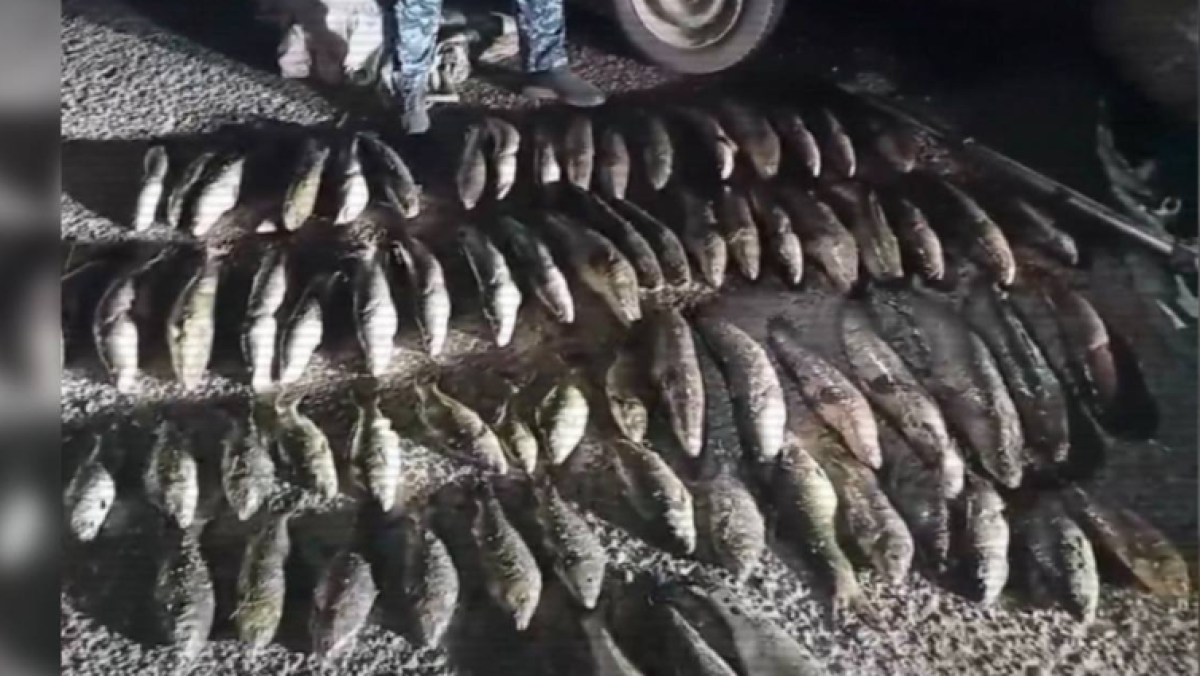 Больше 4 тысяч человек наказали за браконьерство в Казахстане за месяц