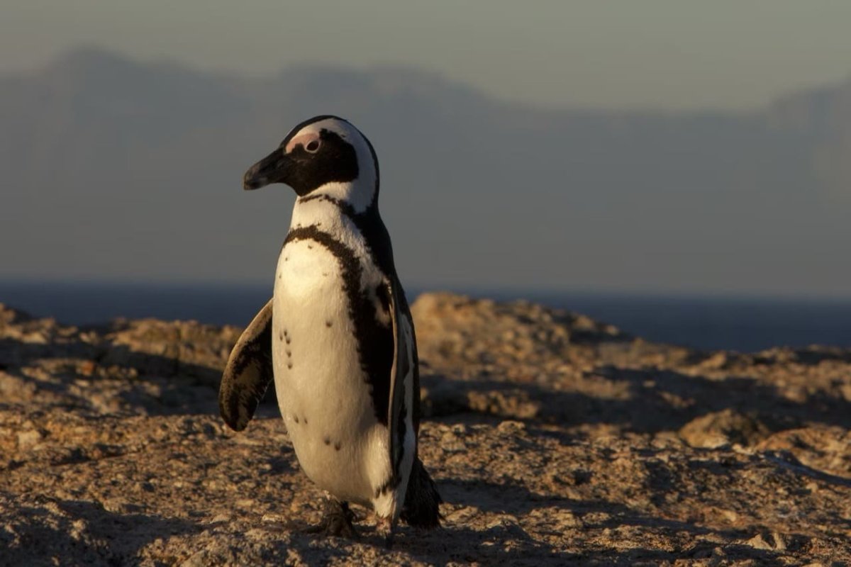 Африканские пингвины массово погибают из-за дефицита пищи