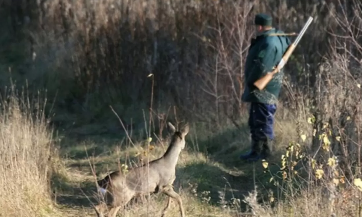 Туши косуль нашли в авто: браконьеров задержали в Западном Казахстане
