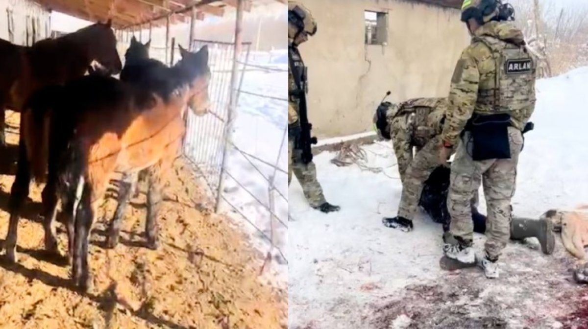 Дерзкий налет: группу скотокрадов задержали в Жетысу