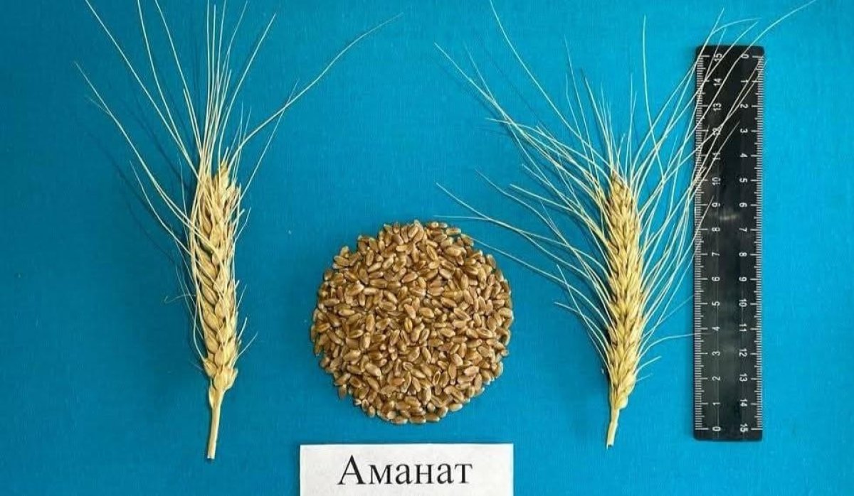 Учёные Казахстана вывели новые сорта пшеницы, фасоли и гороха