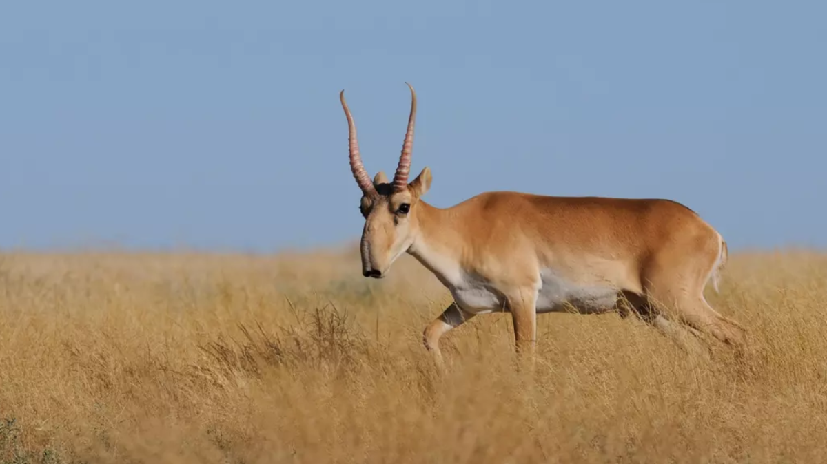 Казахстан начнет отправку сайгаков в Китай с 2026 года