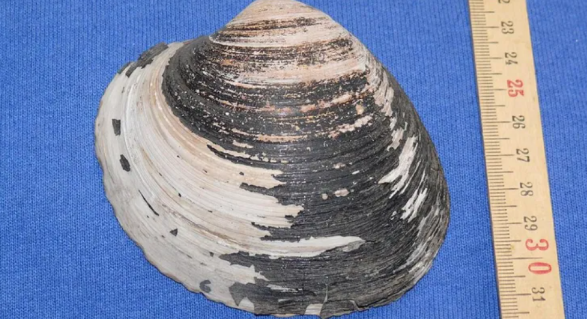 Самое старое животное планеты погибло в день открытия