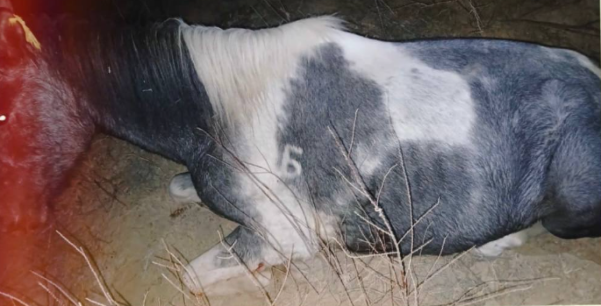 Более 530 скотокрадов задержали в Казахстане в 2025 году