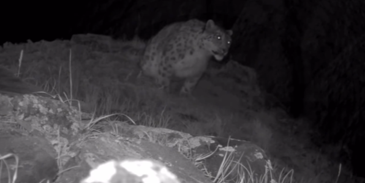 Снежный барс попал в фотоловушку в нацпарке Казахстана