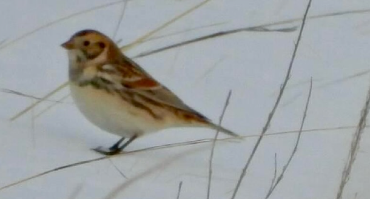 Новый вид птиц нашли в нацпарке Казахстана