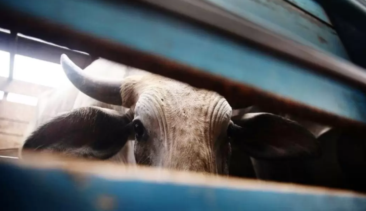 Фермер продал сотни голов чужого скота в Акмолинской области и сбежал