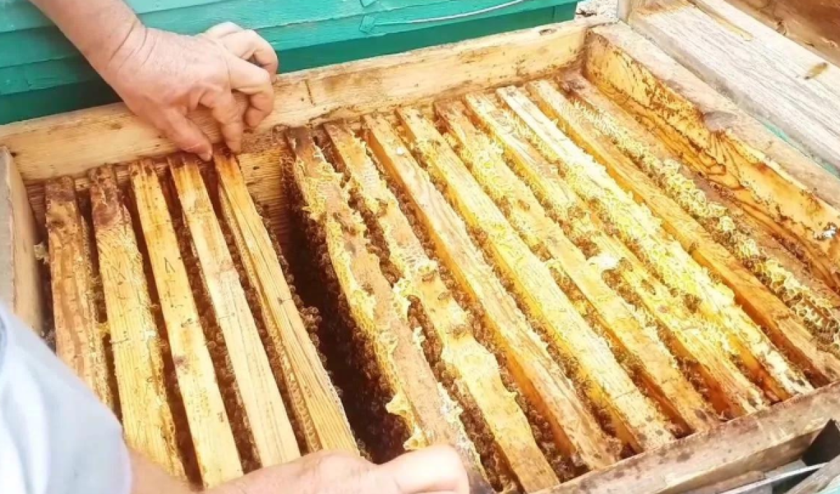 Иностранец пытался провезти мёд сомнительного качества через Казахстан