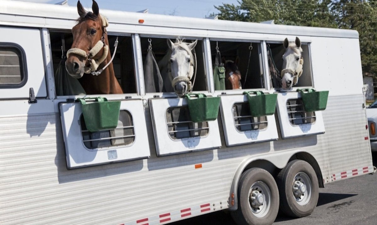 Россия запретила вывоз лошадей из Башкортостана в Казахстан