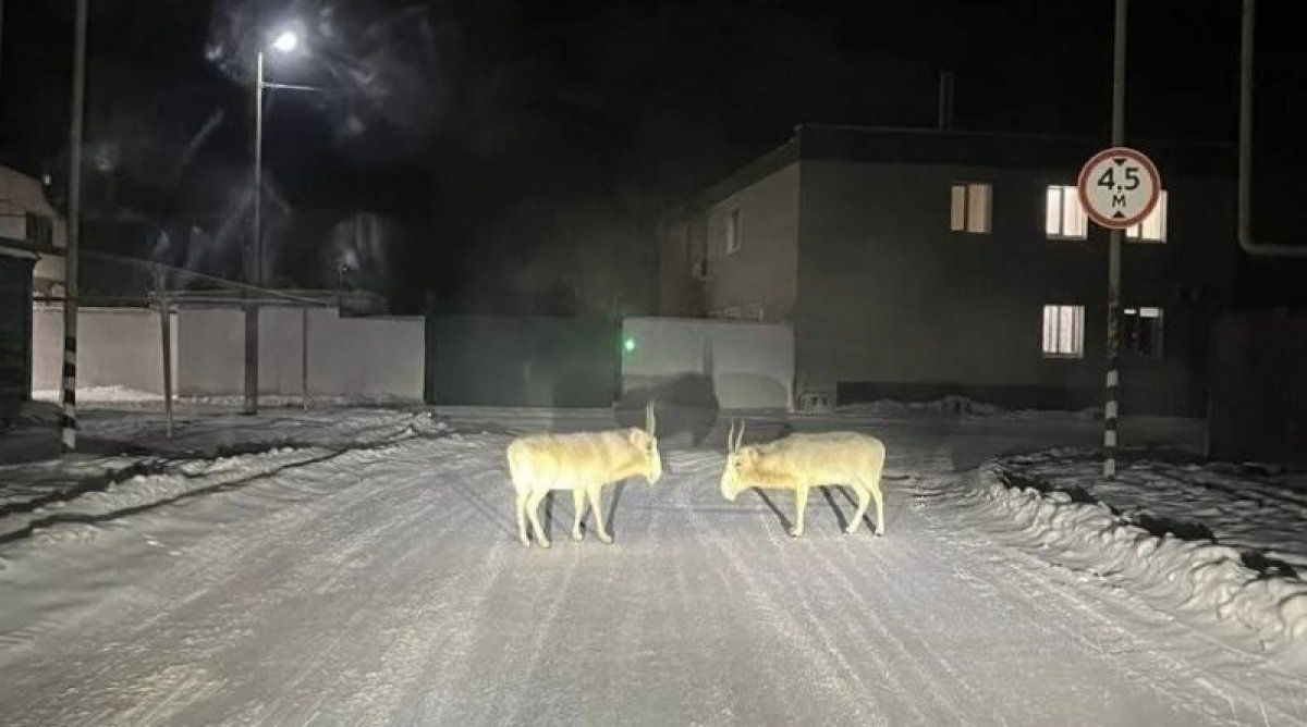 Мигрирующие из Казахстана сайгаки столкнулись с трудностями в России