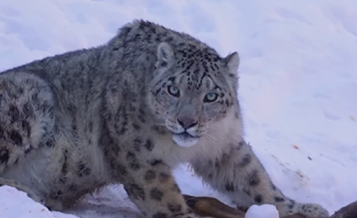 Отдыхал после охоты: фотограф встретил снежного барса в горах Алматы