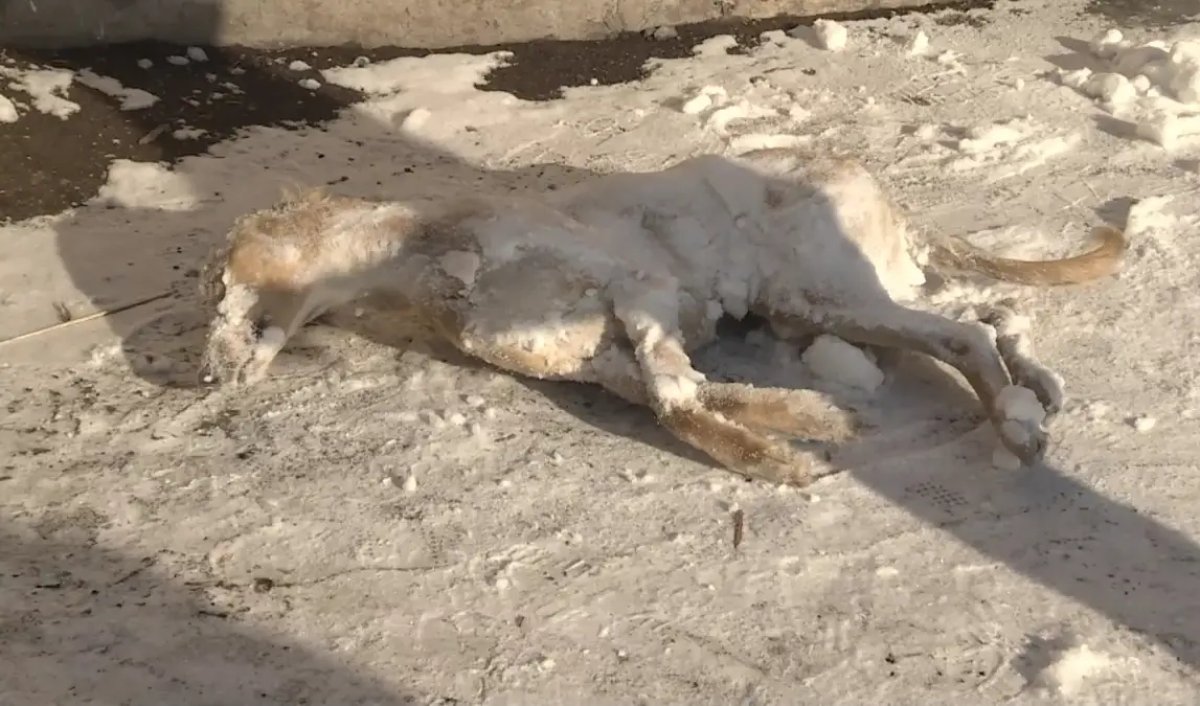 Стрелок-ветеринар: новый поворот в деле убийства тазы в Караганде