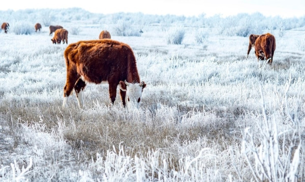 Массовый падеж скота в Атырауской области: власти провели проверку