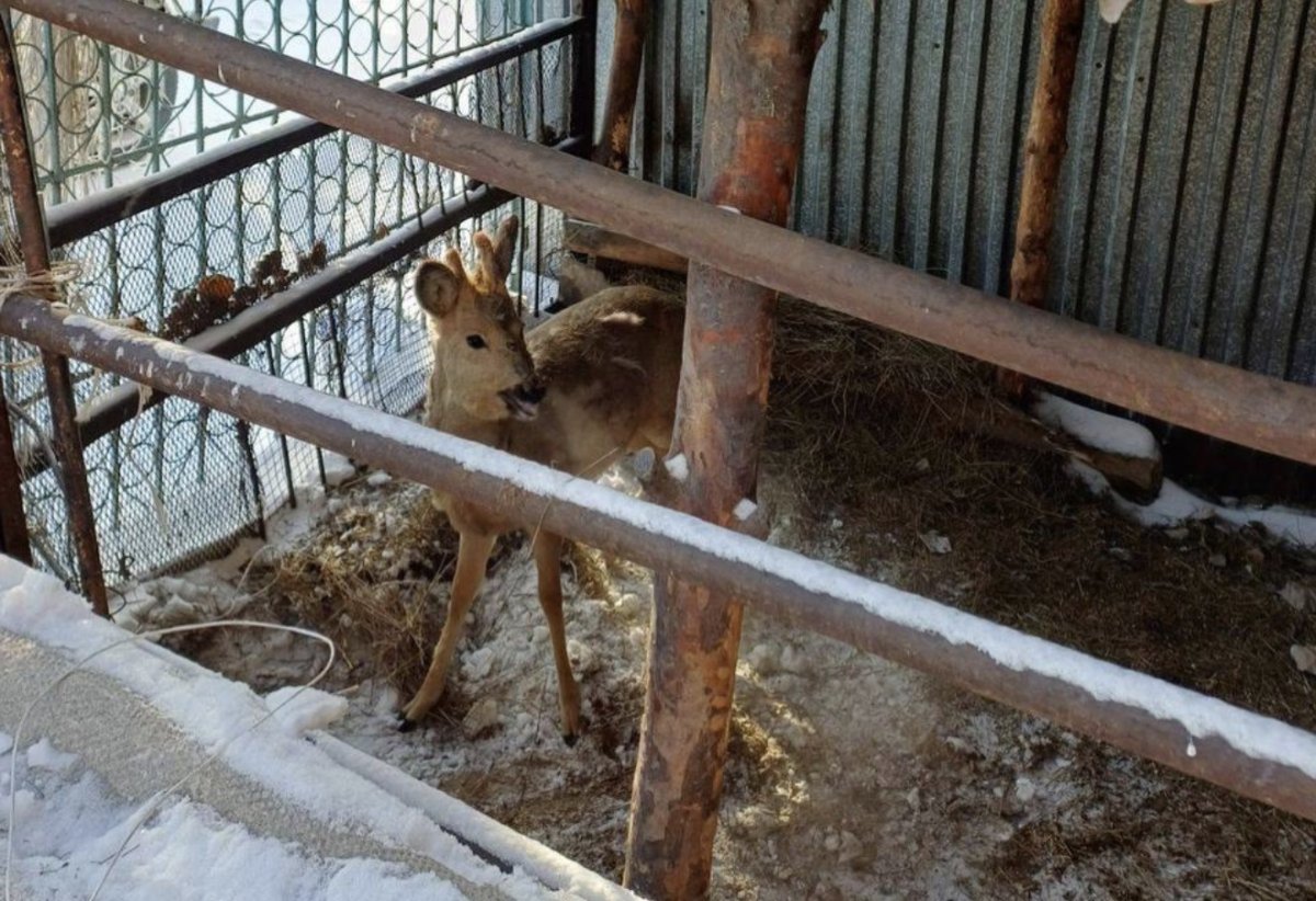 Косулю с ошейником нашли во дворе частного дома в Семее