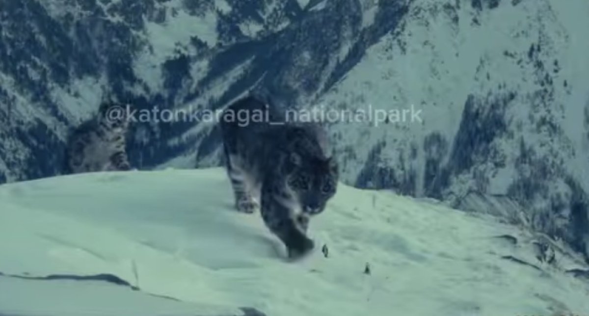 В горах ВКО сняли снежного барса с тремя детёнышами