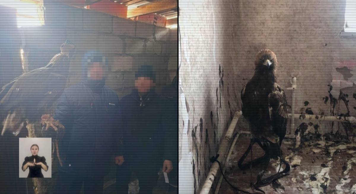 Сотрудники Баянаульского нацпарка задержаны за вывоз редких птиц за границу