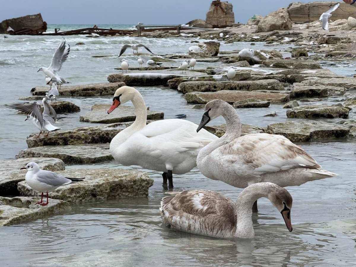 Лебединая зима в Актау: почему побережье стало белым от крыльев