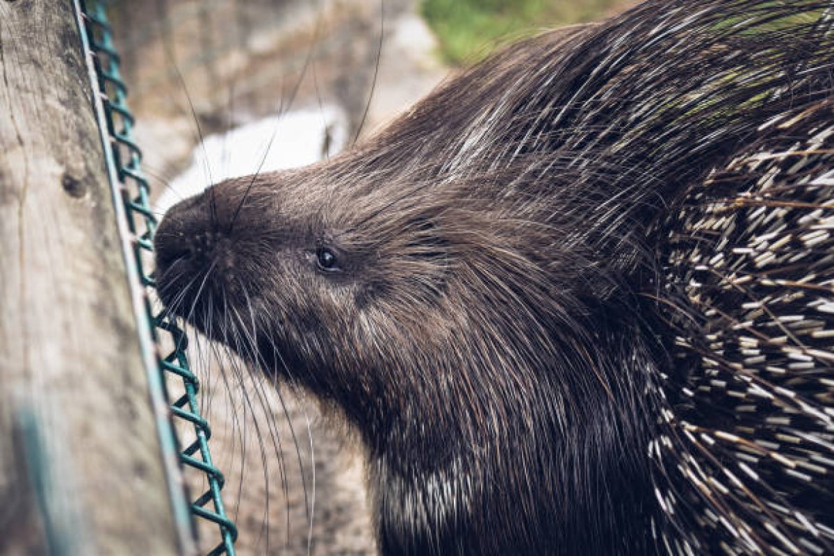 Краснокнижные дикобразы попали в фотоловушку в горах Алатау