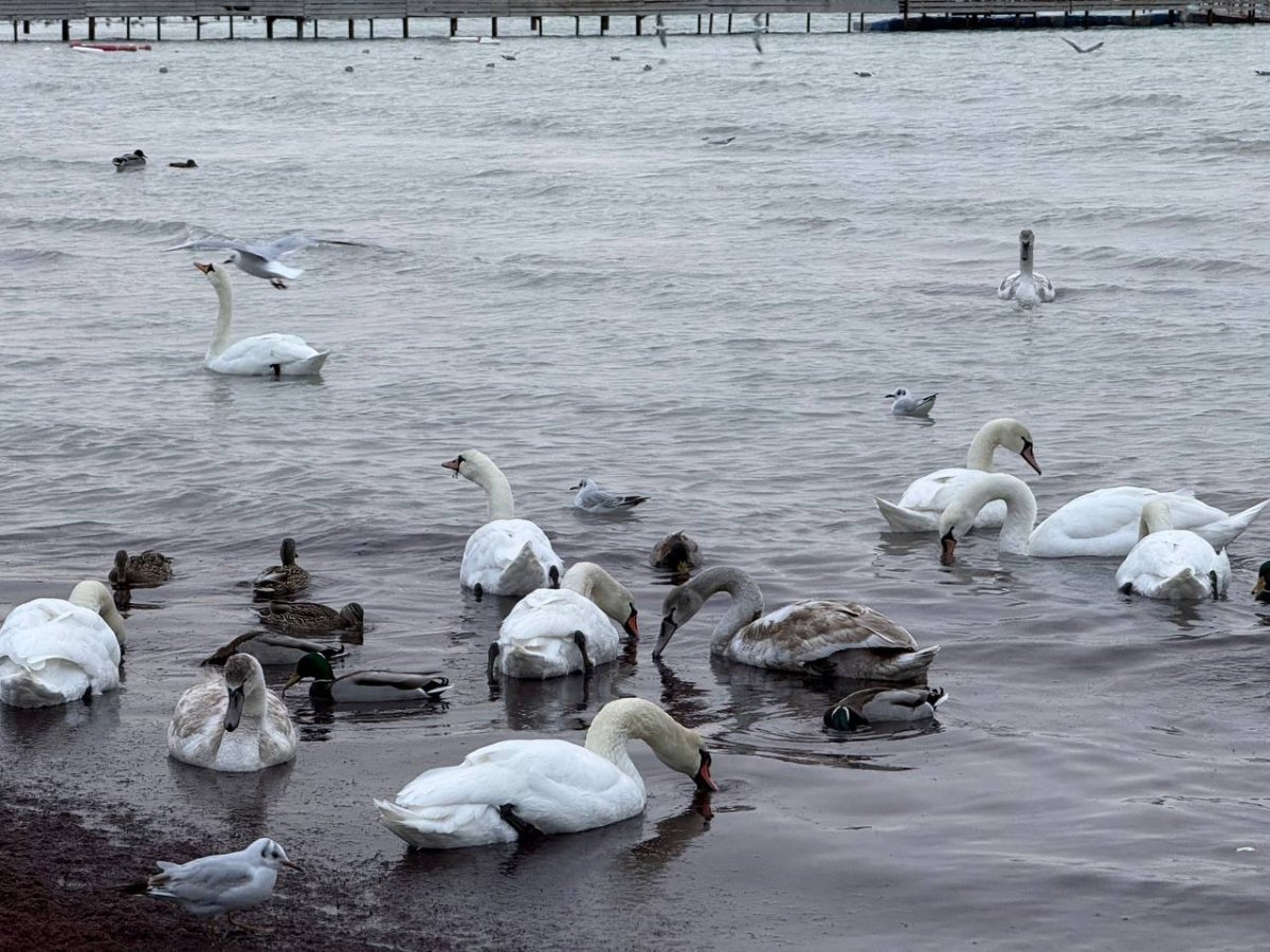 Гибель лебедей в Мангистау: экологи проверили морскую воду