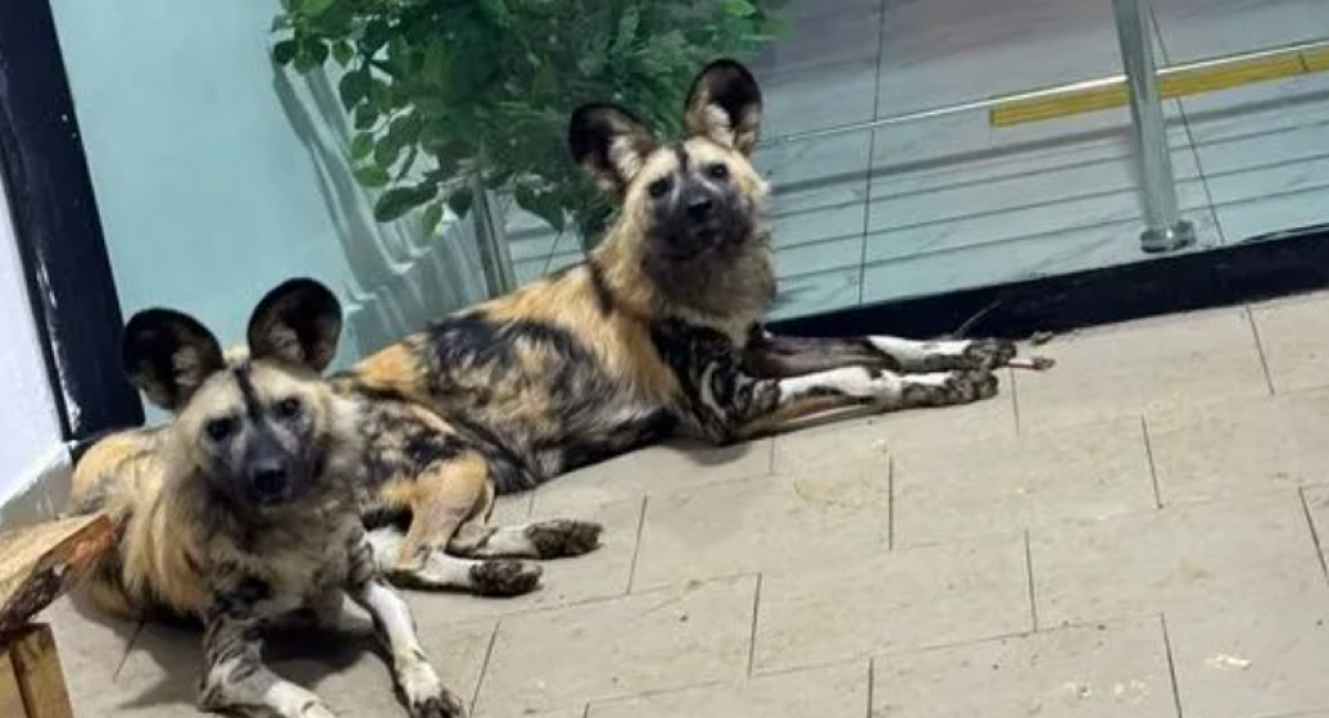 Краснокнижных хищников привезли в Казахстан из Армении