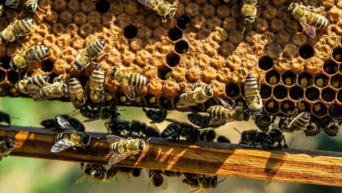 Казахстан значительно нарастил экспорт меда: какие страны его покупают